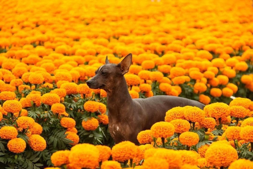 EL XOLOITZCUINTLE, ANTIGUO VIAJERO DEL INFRAMUNDO ¡YA ES PATRIMONIO CULTURAL INMATERIAL DE LA CIUDAD DE MÉXICO! 