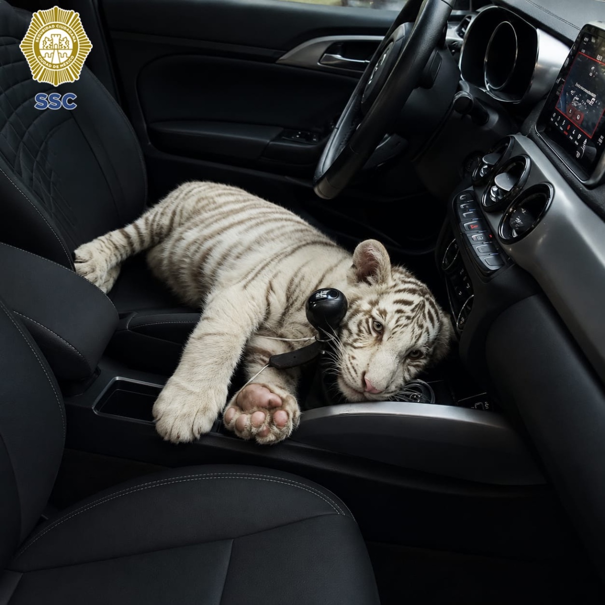 HOMBRE QUE TRANSPORTABA UNA CRÍA DE TIGRE DE BENGALA BLANCO ES DETENIDO EN CENTRAL DE ABASTOS