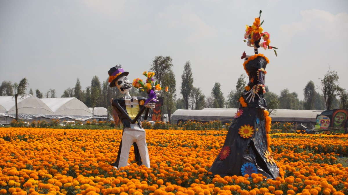 LA CAPITAL FLORECE CON LA LLEGADA DEL CEMPASÚCHIL: PRODUCEN CASI 10 MILLONES DE PLANTAS PARA EL DÍA DE MUERTOS