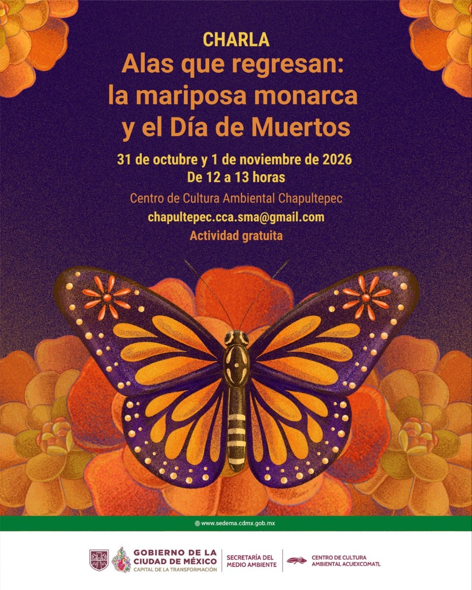 ¿LA MARIPOSA MONARCA PUEDE TENER RELACIÓN CON EL DIA DE MUERTOS? DESCUBRELO EN ¡ALAS QUE REGRESAN! 