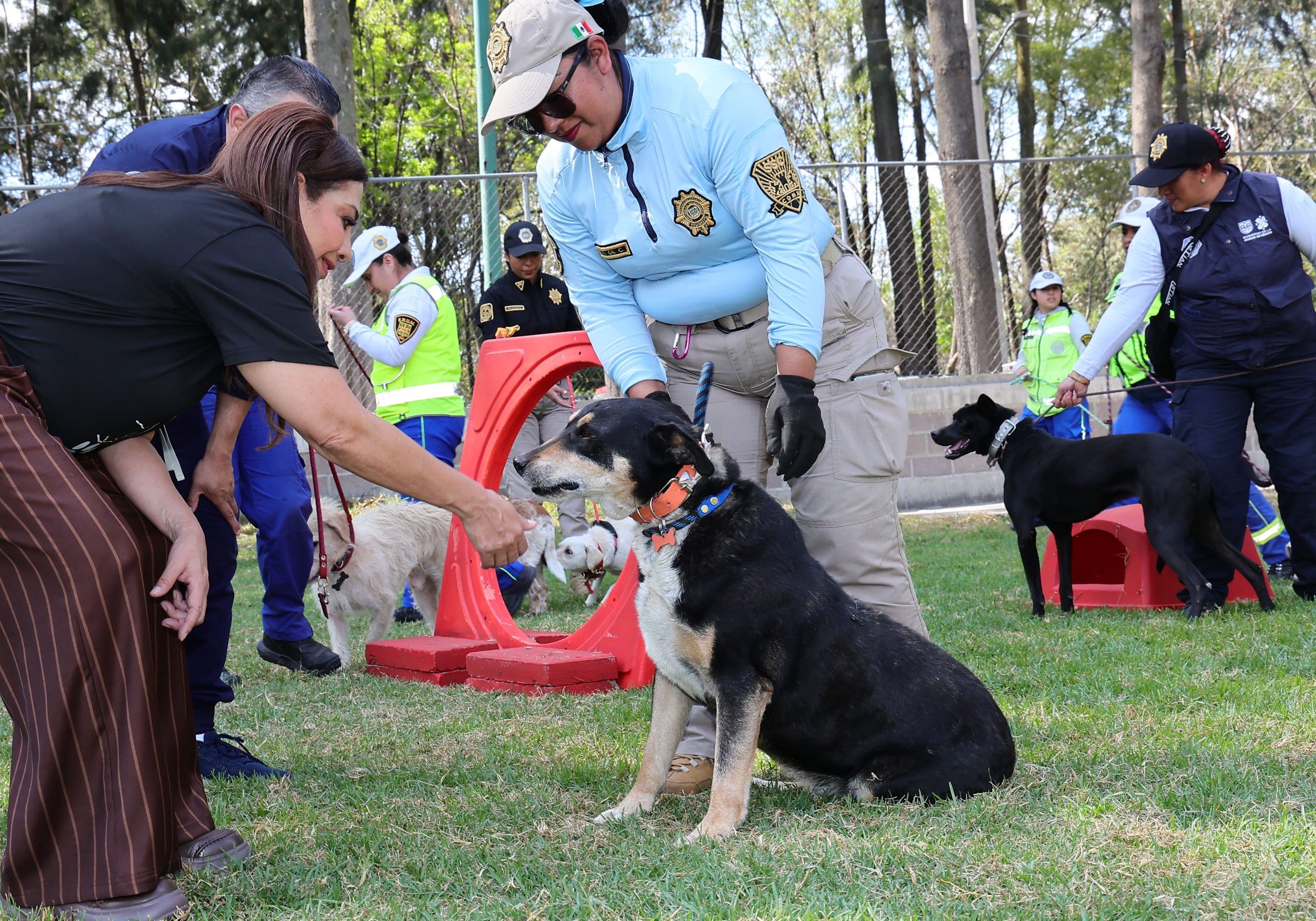 Reporte de Bienestar Animal: Rescate y Atención de Caninos en la Brigada de Vigilancia Animal