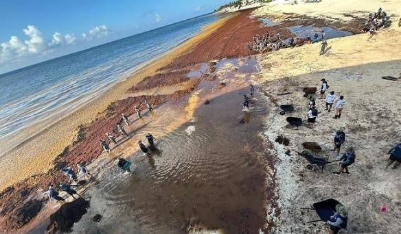 ¿SABÍAS QUÉ ES EL SARGAZO? LA MAREA PARDA QUE AMENAZA AL CARIBE MEXICANO