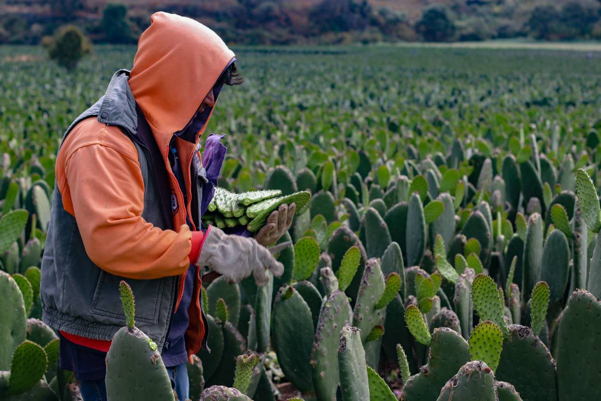 SEMBRANDO VIDA LLEGARÁ POR PRIMERA VEZ AL CAMPO DE LA CDMX