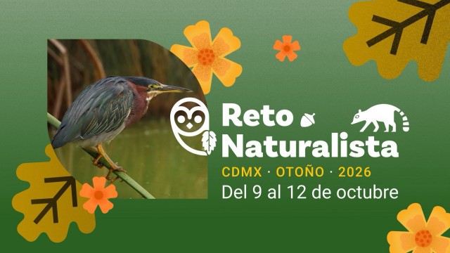 ¿TE GUSTA LA NATURALEZA? ÚNETE AL RETO NATURALISTA DE OTOÑO 2026 EN CIUDAD DE MÉXICO